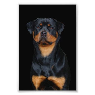 rottweiler foto afdruk