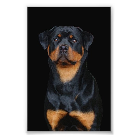 Rottweiler   foto afdruk (Voorkant)