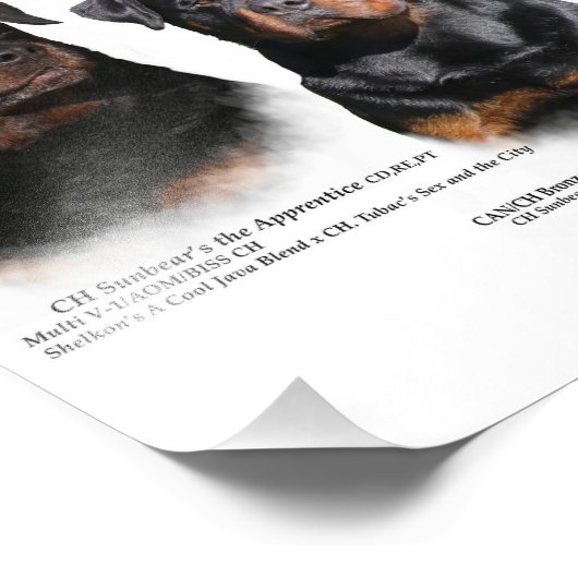 Rottweiler Foto Afdruk (Hoek)