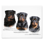 Rottweiler Foto Afdruk (Voorkant)