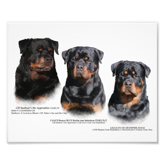 Rottweiler Foto Afdruk (Voorkant)