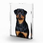 Rottweiler   fotoblokken (Rechts)