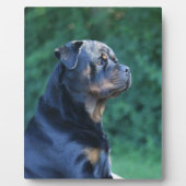 Rottweiler Fotoplaat (Voorkant)