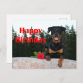 rottweiler gefeliciteerd briefkaart (Voorkant / Achterkant)