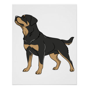Rottweiler hond, Rottweiler hond staand Perfect Poster