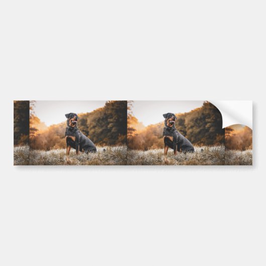 rottweiler in ijzig gras bumpersticker (Voorkant)