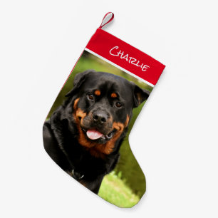 Rottweiler Kerstmis stoppen Kleine Kerstsok