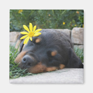 Rottweiler Magneet