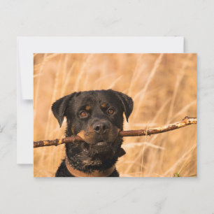 Rottweiler met een stok briefkaart