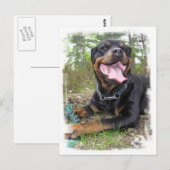 Rottweiler Photo Briefkaart (Voorkant / Achterkant)