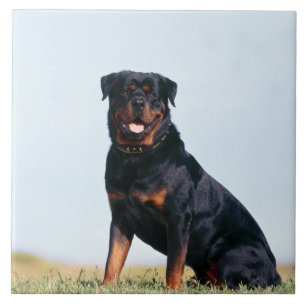 Rottweiler Portret keramische foto-tegel Tegeltje