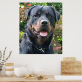 Rottweiler portret poster (Keuken)