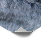 Rottweiler portret poster (Hoek)