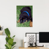 rottweiler. poster (Thuiskantoor)