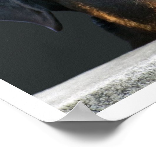 Rottweiler Poster (Hoek)