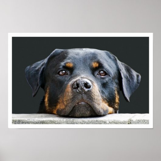 Rottweiler Poster (Voorkant)