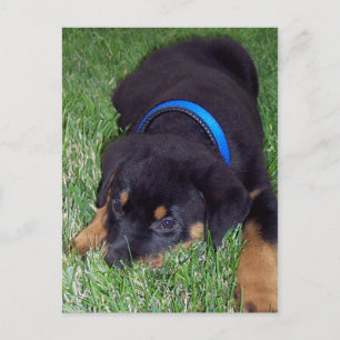 rottweiler pup. briefkaart