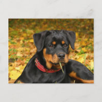 Rottweiler Pup Lying On The Ground In Forest