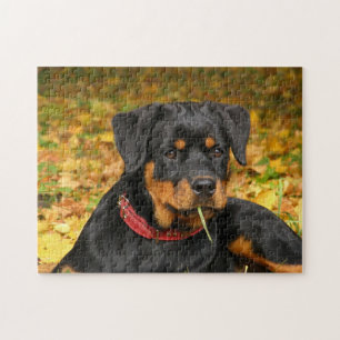 Rottweiler Pup Lying On The Ground In Forest Legpuzzel