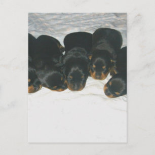 Rottweiler-Puppies Briefkaart