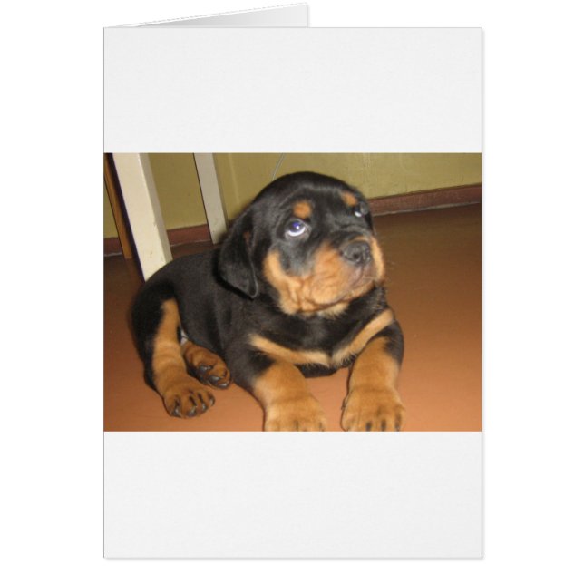 Rottweiler_puppy (Devant)