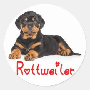 Rottweiler Puppy Brown & Black Dog Red Love Ronde Sticker