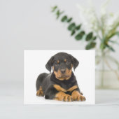 Rottweiler Puppy Dog Blank Briefkaart (Staand voorkant)