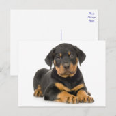 Rottweiler Puppy Dog Blank Briefkaart (Voorkant / Achterkant)