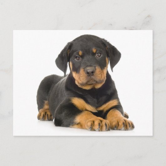 Rottweiler Puppy Dog Blank Briefkaart (Voorkant)