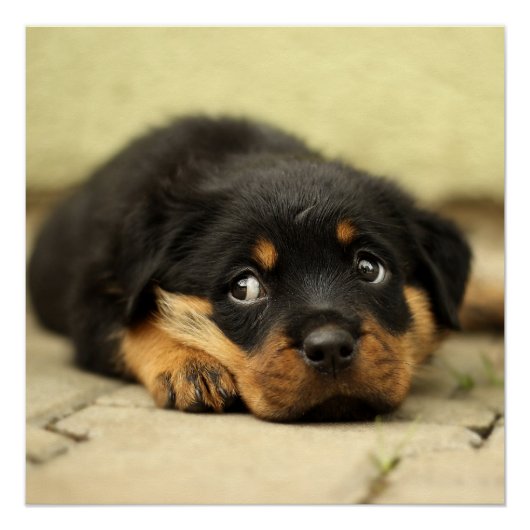 Rottweiler puppy dog nieuwsgierig naar leven perfect poster (Voorkant)