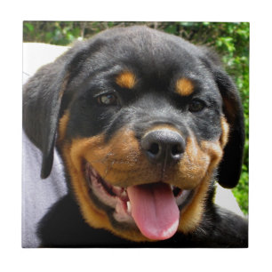 Rottweiler puppy gezicht Hond Schattige Tegeltje
