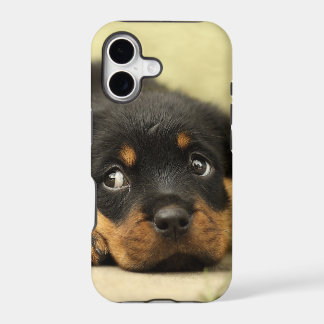 Rottweiler puppy hond nieuwsgierig