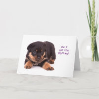 Rottweiler puppy krijgt goede Kaart