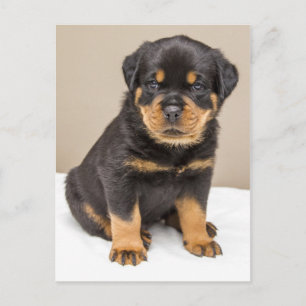 Rottweiler puppy portret briefkaart