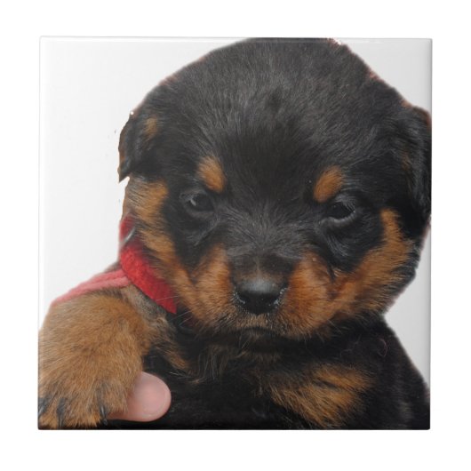 Rottweiler Puppy Red Tegeltje (Voorkant)