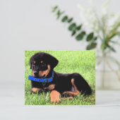 rottweiler pups kaart (Staand voorkant)