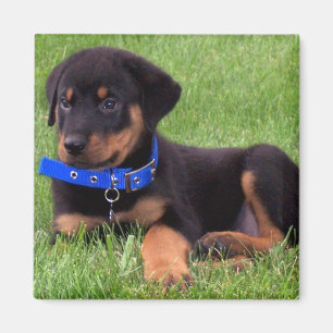 rottweiler pups magneet