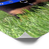 rottweiler pups. poster (Hoek)