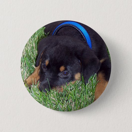 rottweiler pups ronde button 5,7 cm (Voorkant)