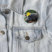 Rottweiler Ronde Button 5,7 Cm (In situ)