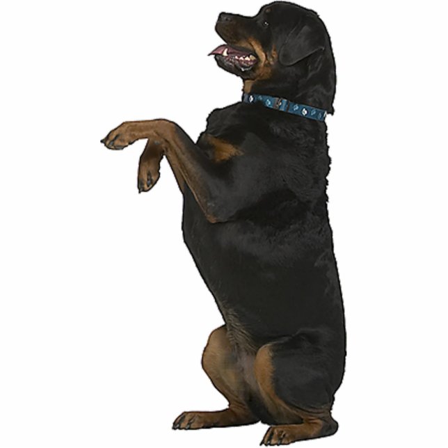 Rottweiler Staand Fotobeeldje (Voorkant)