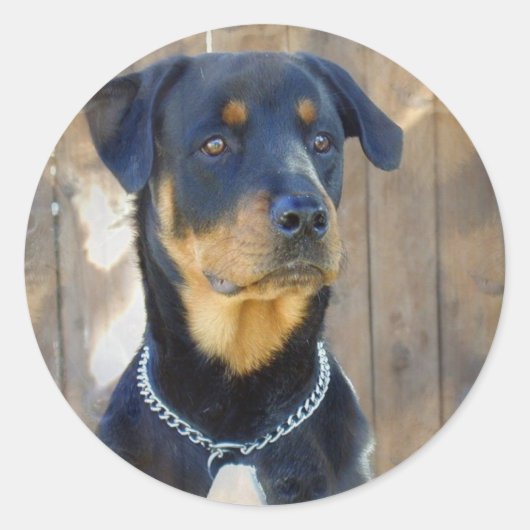 Rottweiler Stickers (Voorkant)