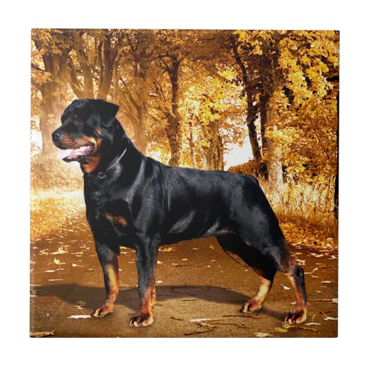 Rottweiler Tegeltje (Voorkant)