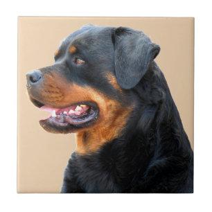 Rottweiler Tegeltje