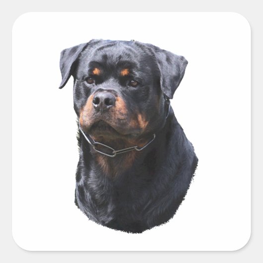 Rottweiler Vierkante Sticker (Voorkant)