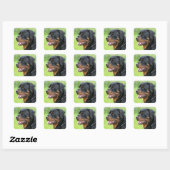 rottweiler vierkante sticker (Vel)