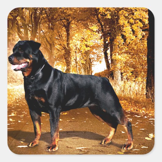 Rottweiler Vierkante Sticker (Voorkant)