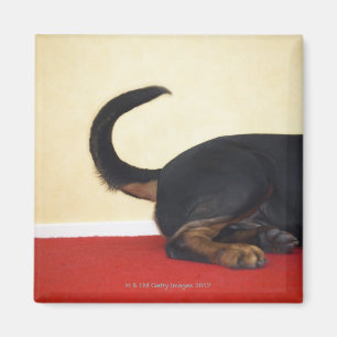 Rottweiler-wagenstaart, achtersectie magneet