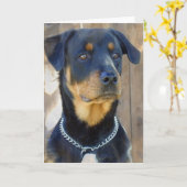 Rottweiler-Wenskaart Kaart (Gele Bloem)