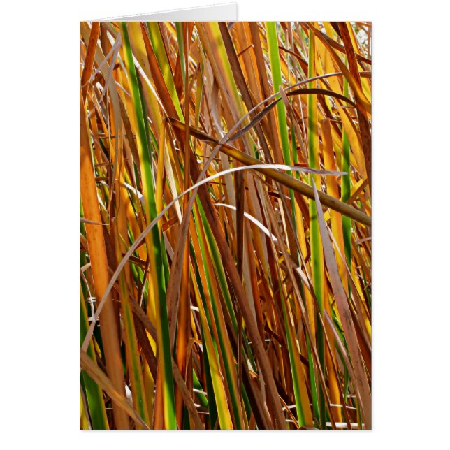 Roues d'automne Numéro 5 (Verticale) (Devant)